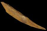 Fossil Shark (Hybodus) Dorsal Spine - Morocco #106529-1